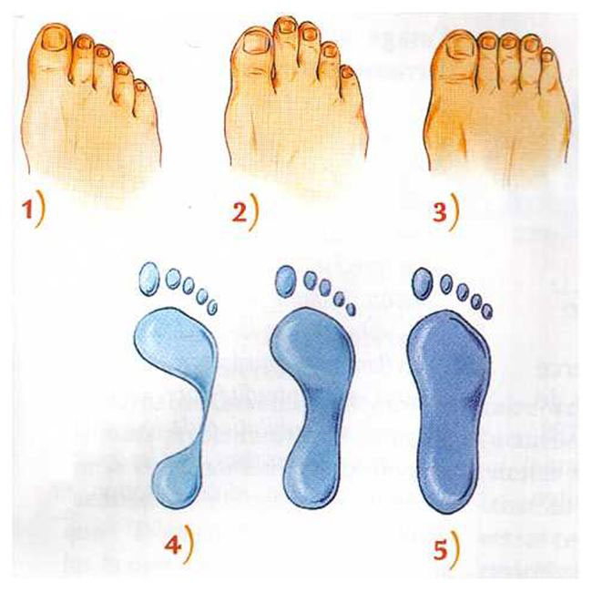 Les diffÃ©rents types de pieds