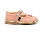 Aster dingo 2 rose2385003_2